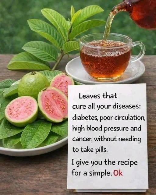 Guava Leaves Tea: Benefits, Recipe, and What You Need to Know 813774041_122097615777483153_7803561551337395531_n