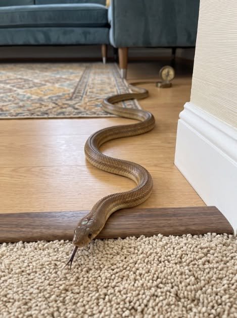 When This Snake Enters Your House, It Means You Have… Here's What You Need to Know 825340782_122248366556290873_3920706714578448386_n