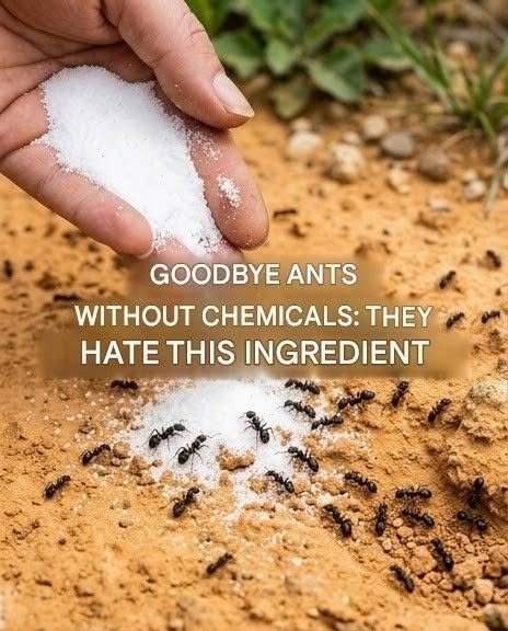 Homemade Ant Killer Sprays and Traps That Don't Use Chemicals 777046395_122214828752743615_6668594849164063814_n