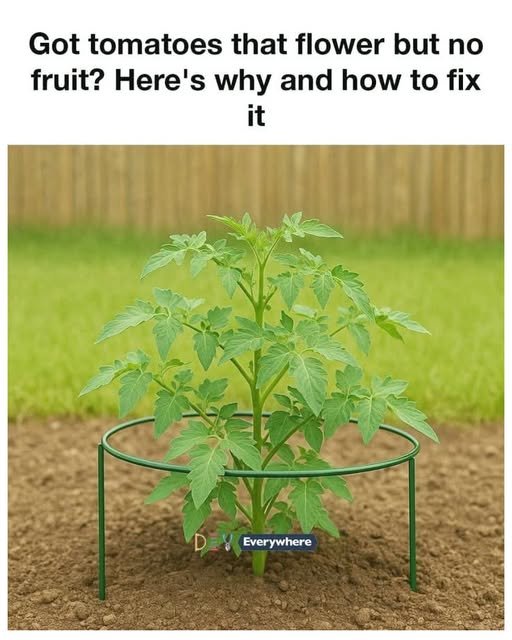 Got Tomatoes That Flower but No Fruit? Here's Why and How to Fix It 840975651_1432678035411163_6351629965698605704_n